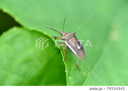 シロヘリクチブトカメムシ 70534342