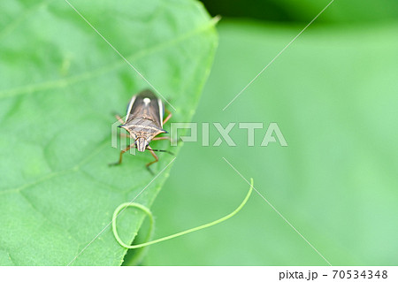シロヘリクチブトカメムシ 70534348