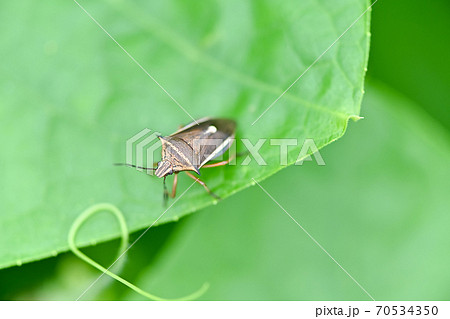 シロヘリクチブトカメムシ 70534350