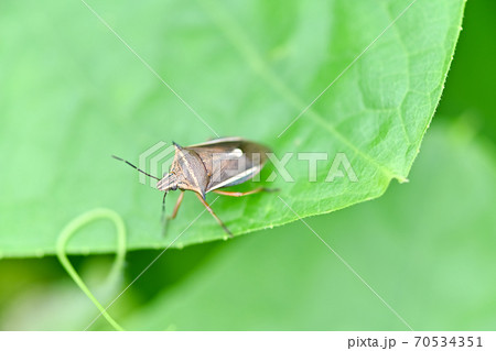 シロヘリクチブトカメムシ シロヘリクチブトカメムシ 70534351