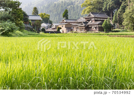 Summer view of countryside farm buildings and rice paddy field, ready for harvesting. Ishikawa Prefecture, Japan. Summer view of countryside farm buildings and rice paddy field, ready for harvesting. Ishikawa Prefecture, Japan. 70534992