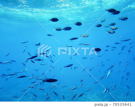 Underwater view the school of fish above coral reef. Underwater view the school of fish above coral reef. 70535641