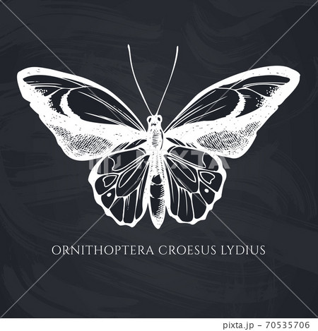 Vector set of hand drawn chalk wallace s golden birdwing Vector set of hand drawn chalk wallace s golden birdwing 70535706