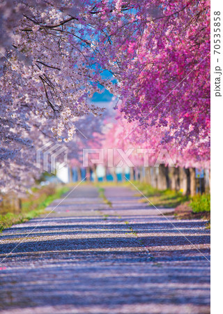二種の桜並木 70535858