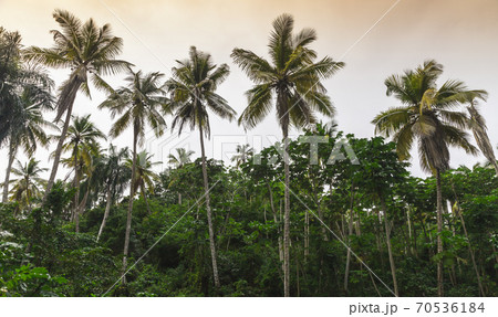 Palm trees, natural tropical forest background 70536184