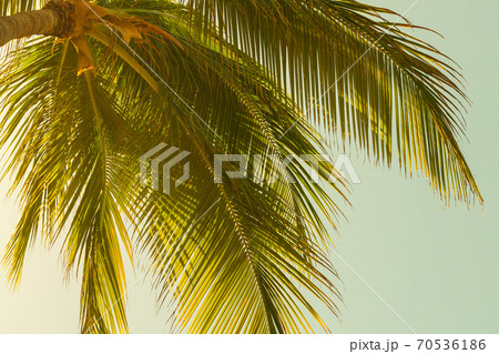 Coconut palm tree leaves over bright sky background 70536186