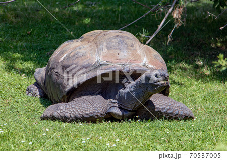 The big turtle crawl on the grass and feeds. The big turtle crawl on the grass and feeds. 70537005