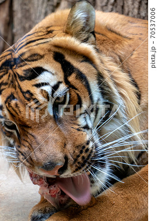 Portrait of the Tiger malayan, tigris panthera jacksoni eat fresh blooding meat. Portrait of the Tiger malayan, tigris panthera jacksoni eat fresh blooding meat. 70537006