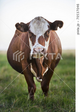 Pampas cows sunset landscape, La Pampa, Argentina 70537046