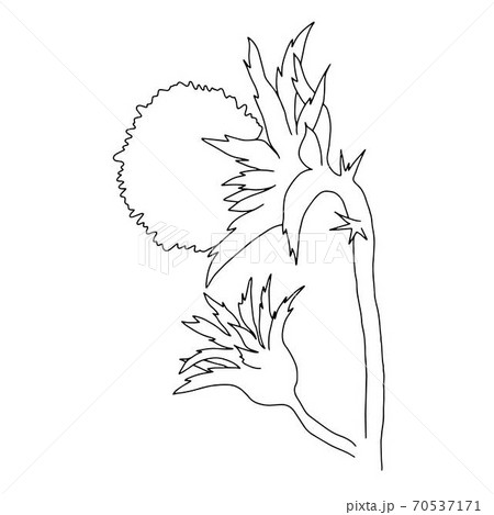 Milk thistle wild flower vector outline illustration, simple botanical image in hand drawn style, symbol of Scotland Milk thistle wild flower vector outline illustration, simple botanical image in hand drawn style, symbol of Scotland 70537171
