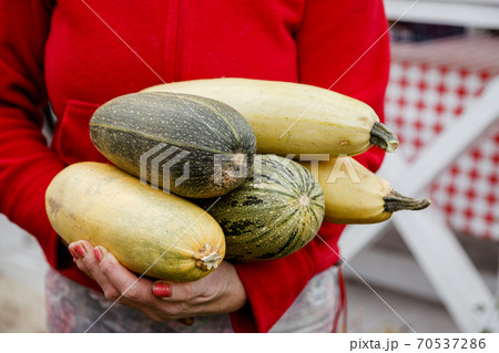 Zucchini and yellow squash in old woman farmer Zucchini and yellow squash in old woman farmer 70537286