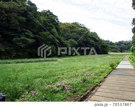 湘南三浦半島横須賀市の花の名所花の国の秋 湘南三浦半島横須賀市の花の名所花の国の秋 70537867