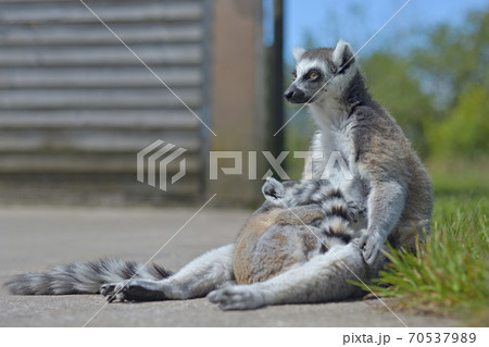 Baby lemur curls up to hug sunbathing mother ring tailed lemur. Baby lemur curls up to hug sunbathing mother ring tailed lemur. 70537989