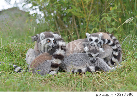 Four young ring tailed lemurs huddle together. Four young ring tailed lemurs huddle together. 70537990