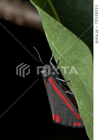 Black and Red Cinnabar moth hangs off a leaf with a black background portrait, Tyria jacobaeae 70538031