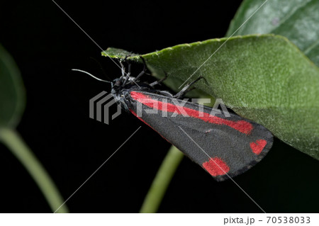 Black and Red Cinnabar moth hangs off a leaf with a black background closer in, Tyria jacobaeaeed 70538033