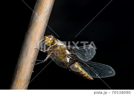 Female broad bodied chaser dragonfly raises front legs above face as she perches on bamboo. Plain black background 70538090