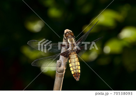 Female broad bodied chaser dragonfly on bamboo 70538093