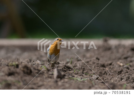 Redbreast robin stood among a garden planting bed inquisitively tilts head to look at the camera. Redbreast robin stood among a garden planting bed inquisitively tilts head to look at the camera. 70538191