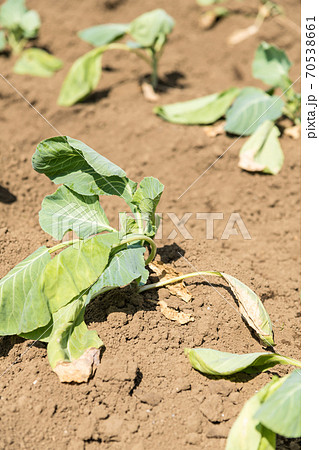 苗を植え付けしたキャベツ畑 の写真素材