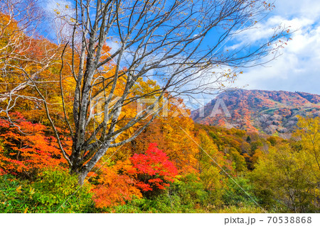紅葉林と三宝荒神山 紅葉林と三宝荒神山 70538868