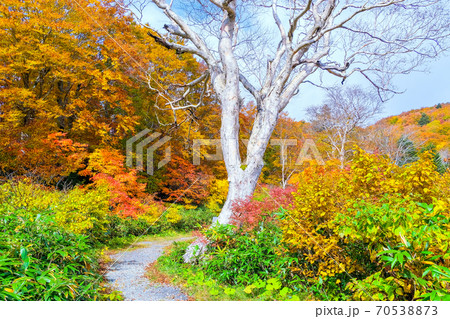 蔵王高原の紅葉の小道 蔵王高原の紅葉の小道 70538873