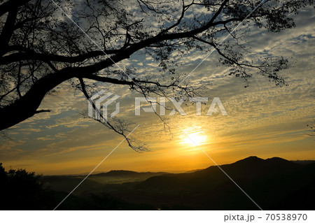 枝越しの朝景　鎌倉山 70538970