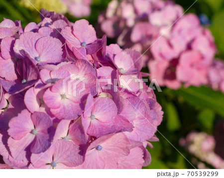 幸手あじさいまつりの写真素材