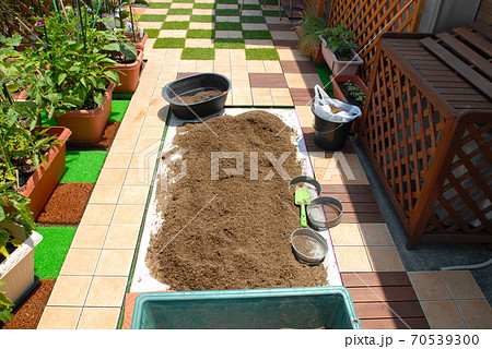 マンションでの家庭菜園 プランターの土を天日干しして 土の再利用 の写真素材