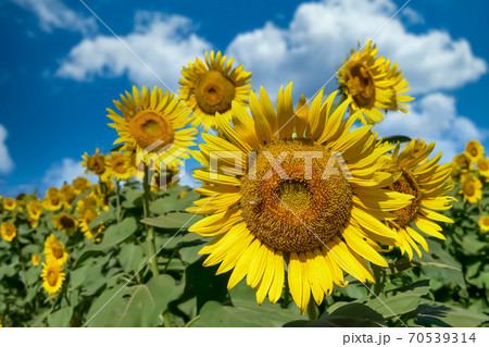 ヒマワリの花（Sunflower） 70539314