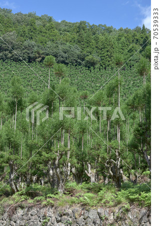 北山台杉 北山台杉 70539333
