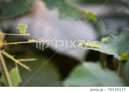 バッタ バッタ 70539377