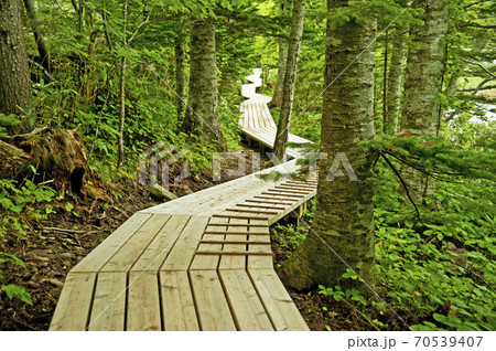 姫沼 利尻島 朝 北海道 Himenuma Pond Rishiri Hokkaido 70539407