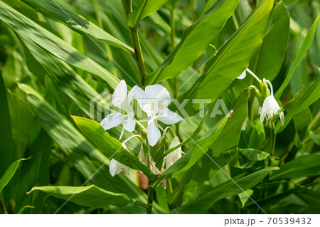 ヘディキウム・コロナリウム　学名： Hedychium coronarium　別名はシャクシャ、ジン 70539432