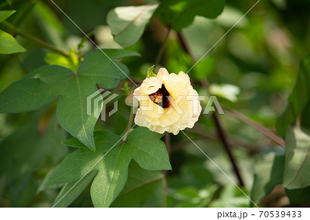 ワタの花 学名 Gossypium Nanking 日本在来種 日本 秋に撮影の写真素材