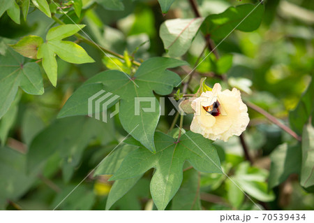 ワタの花 学名:Gossypium nanking (日本在来種)、日本、秋に撮影 ワタの花 学名:Gossypium nanking (日本在来種)、日本、秋に撮影 70539434