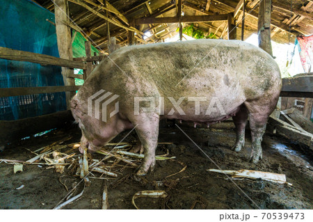 Swine pig traditional organic farm soil floor 70539473