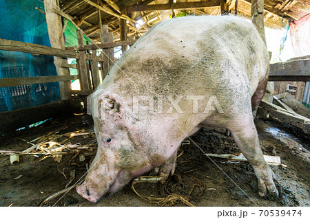 Swine pig traditional organic farm soil floor 70539474