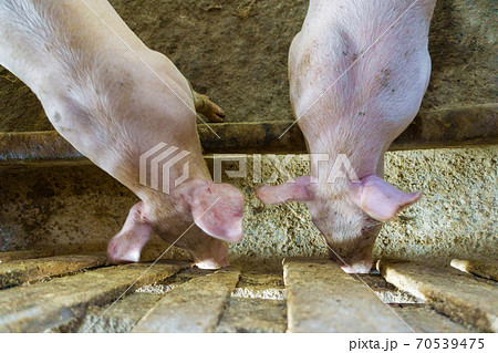 Swine pig traditional organic farm soil floor 70539475