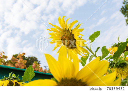 Spring of sunflower blooming garden 70539482