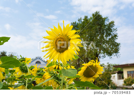 Spring of sunflower blooming garden 70539483