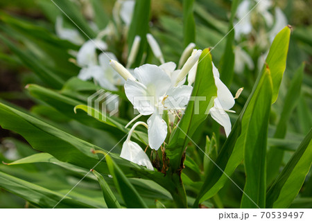 ヘディキウム・コロナリウム　学名： Hedychium coronarium　別名はシャクシャ、ジン 70539497