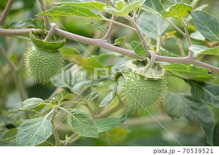 アメリカチョウセンアサガオの実 別名 ケチョウセンアサガオ 学名 Datura Inoxia 日本の写真素材