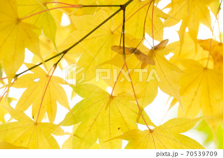 オオモミジの黄葉 オオモミジの黄葉 70539709