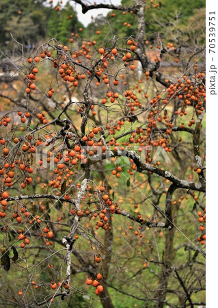 山里に生る柿 70539751