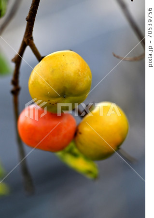 山里に生る柿 70539756
