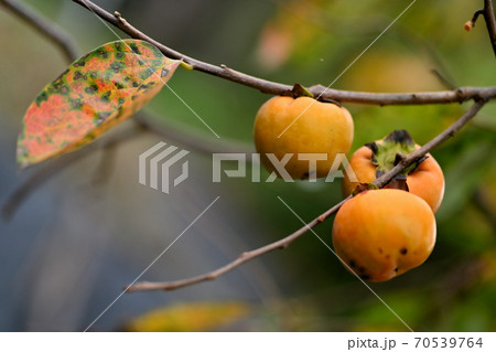 山里に生る柿 70539764