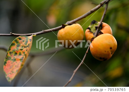 山里に生る柿 70539765