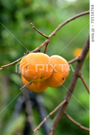 山里に生る柿 70539768