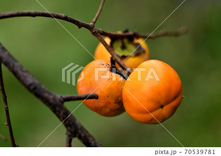 山里に生る柿 70539781